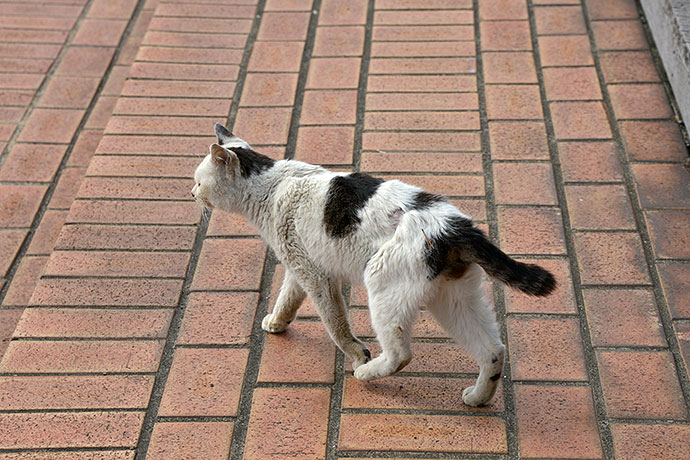 太田区のねこ