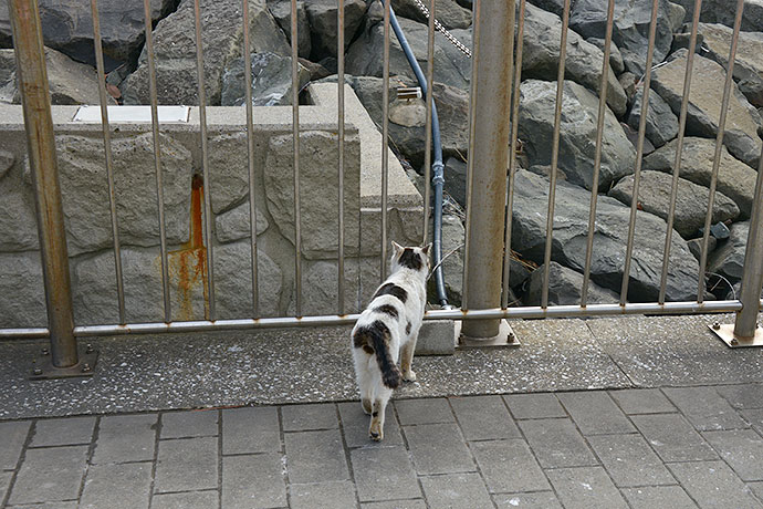 太田区のねこ