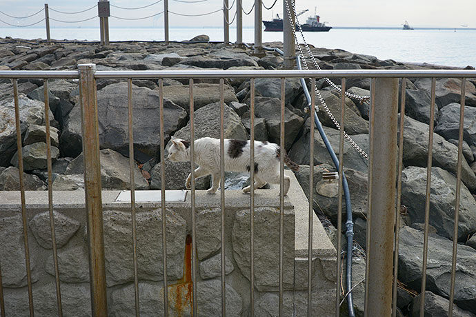 太田区のねこ