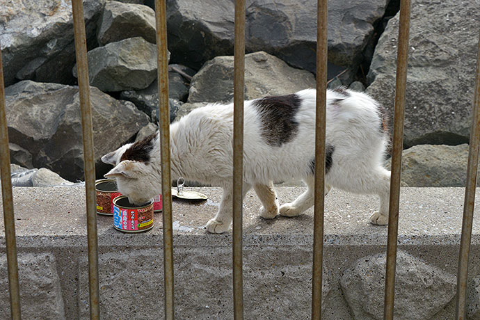 太田区のねこ