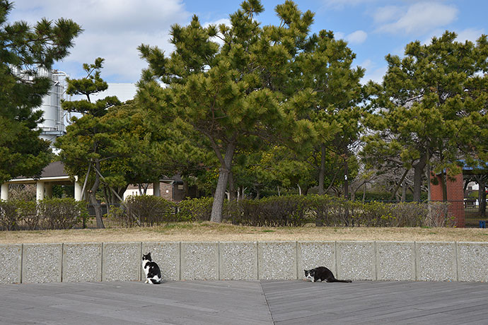 太田区のねこ