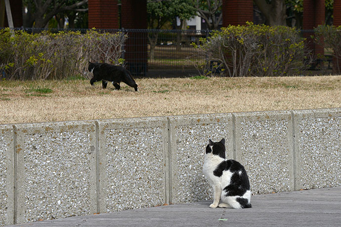 太田区のねこ