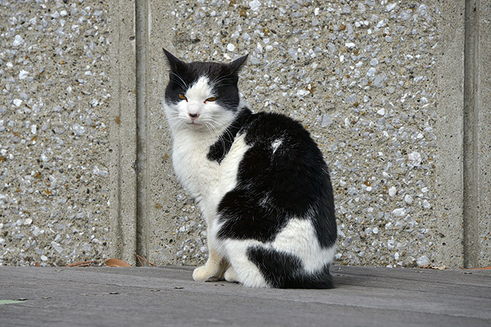 太田区のねこ