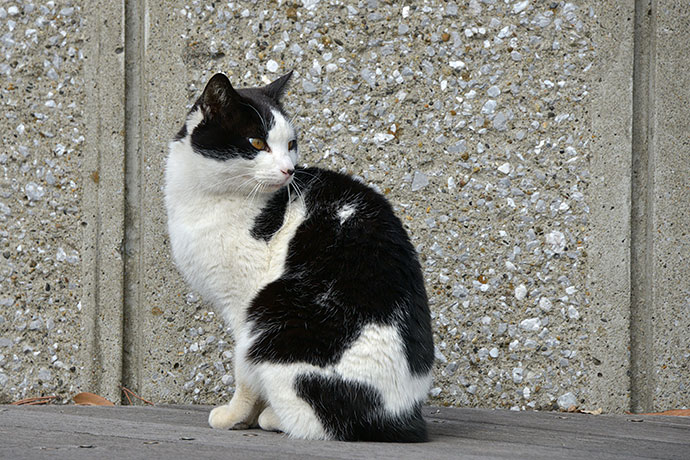 太田区のねこ