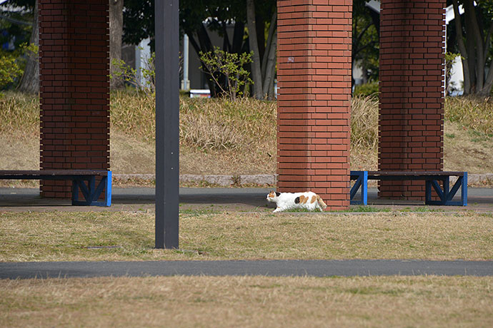 太田区のねこ
