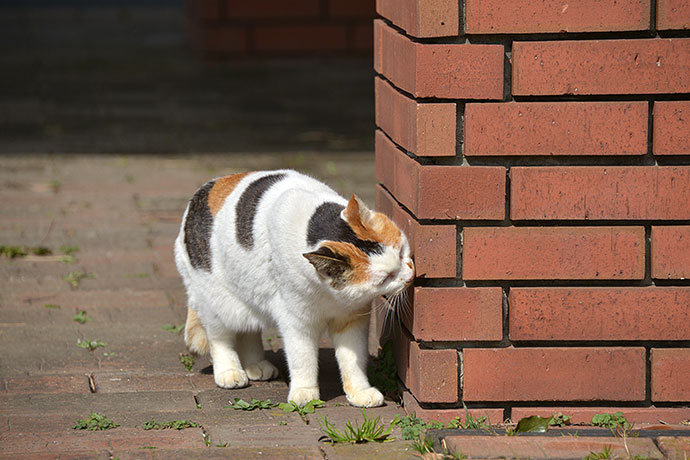 太田区のねこ