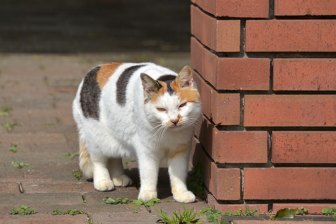 太田区のねこ