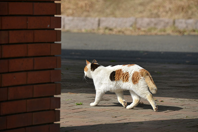 太田区のねこ
