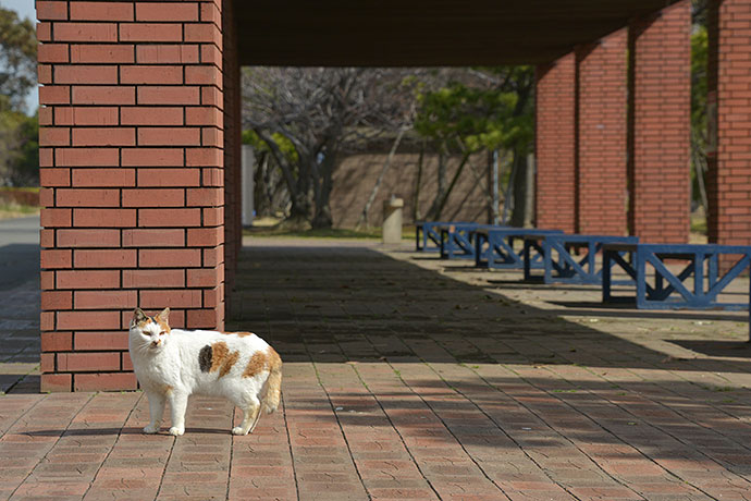 太田区のねこ