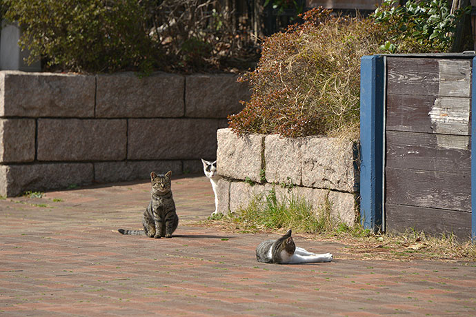 太田区のねこ
