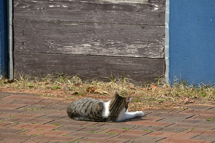 太田区のねこ
