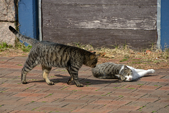 太田区のねこ