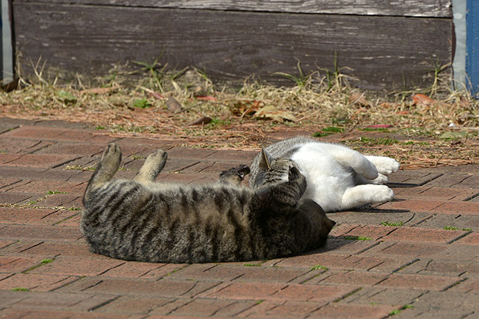 太田区のねこ