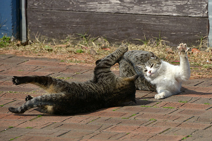 太田区のねこ