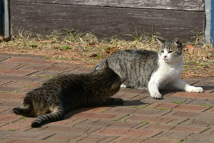 太田区のねこ