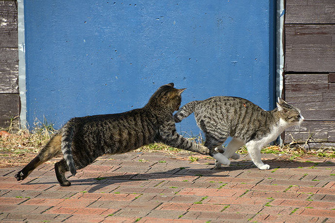 太田区のねこ