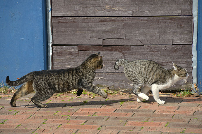 太田区のねこ