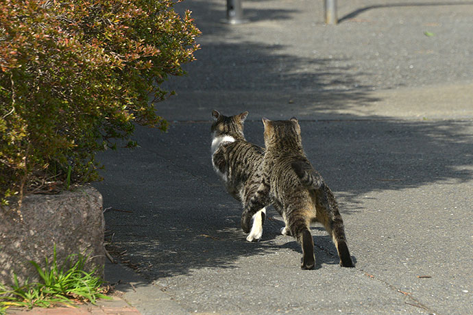 太田区のねこ