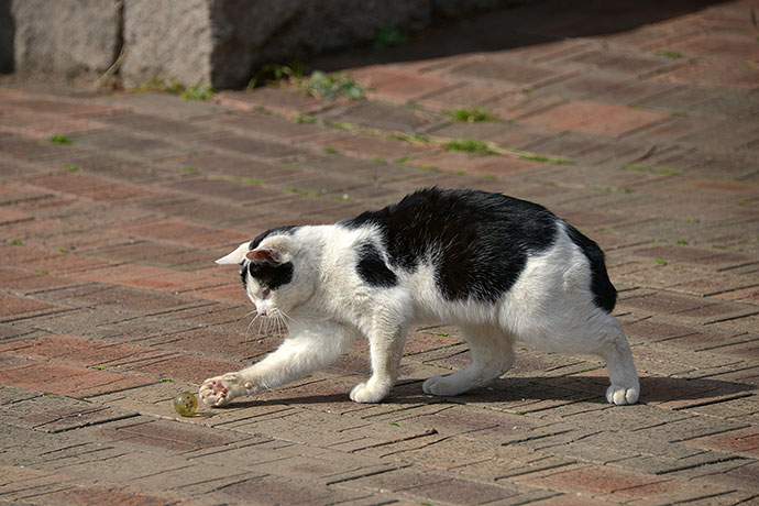 太田区のねこ