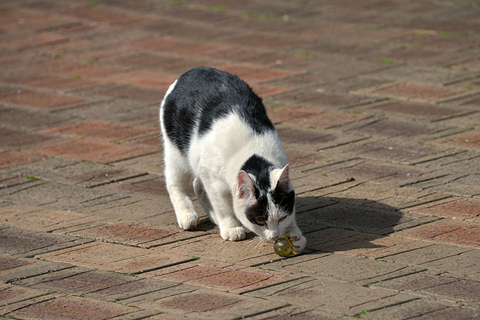 太田区のねこ