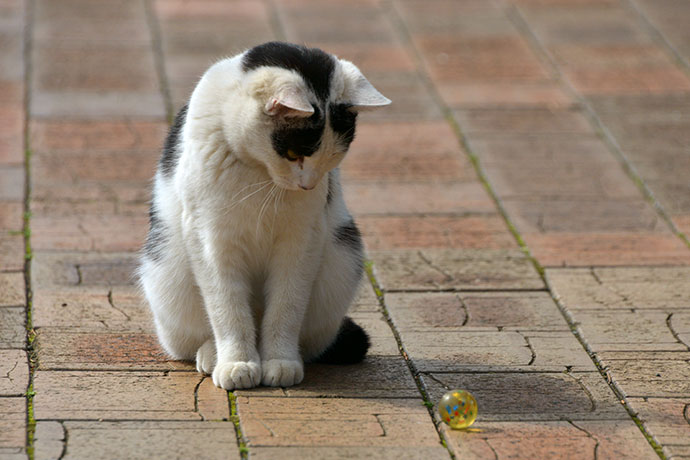 太田区のねこ