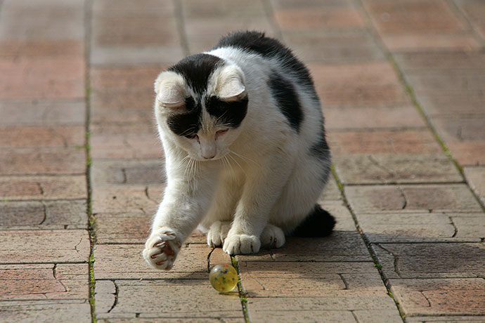 太田区のねこ