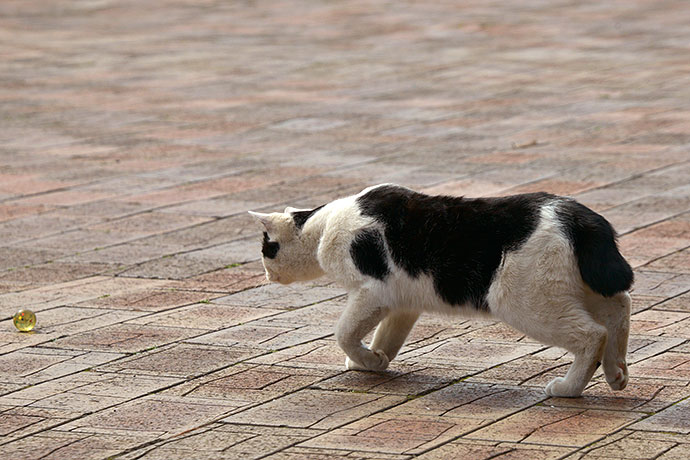 太田区のねこ