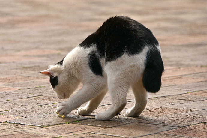 太田区のねこ