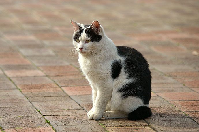 太田区のねこ