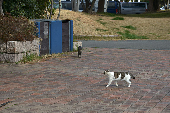 太田区のねこ