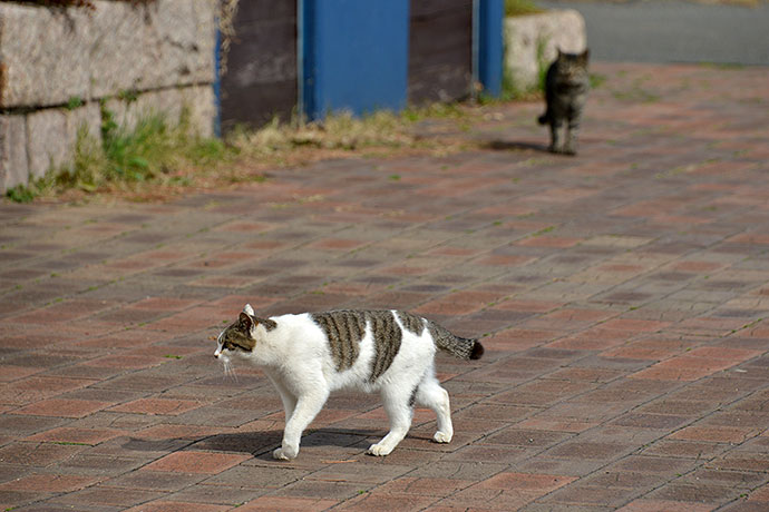 太田区のねこ