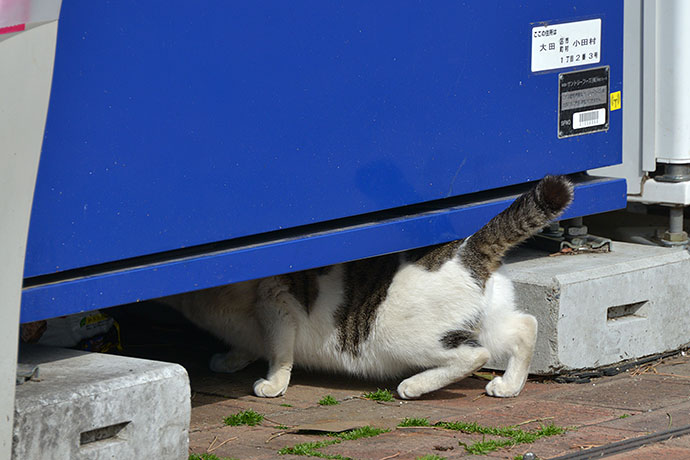 太田区のねこ