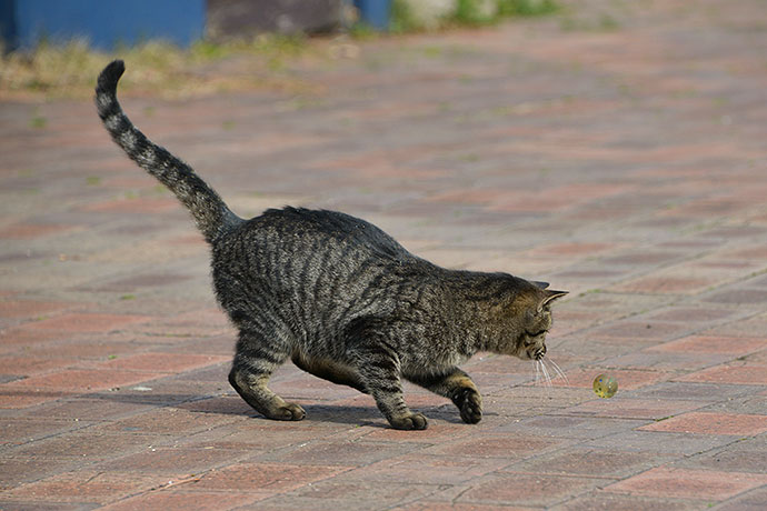 太田区のねこ