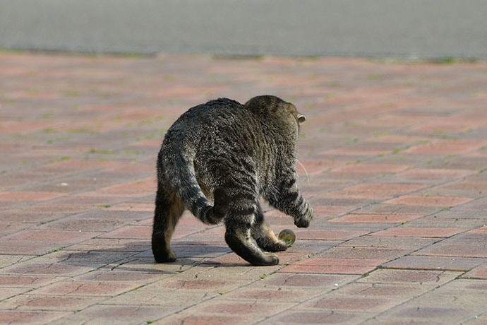 太田区のねこ