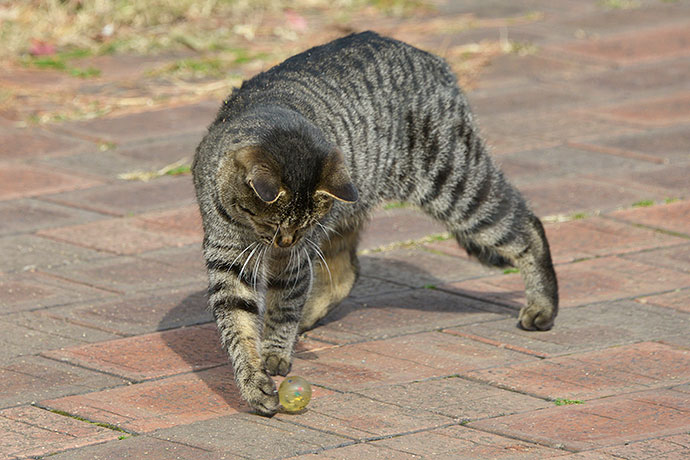 太田区のねこ
