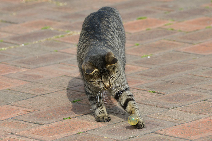 太田区のねこ