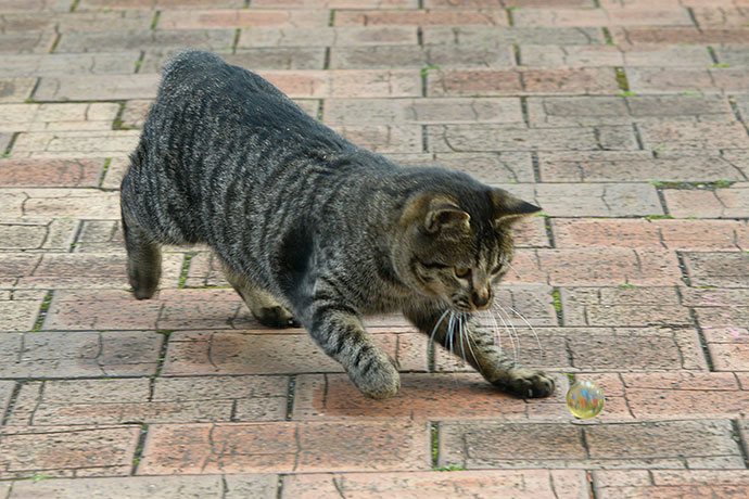太田区のねこ