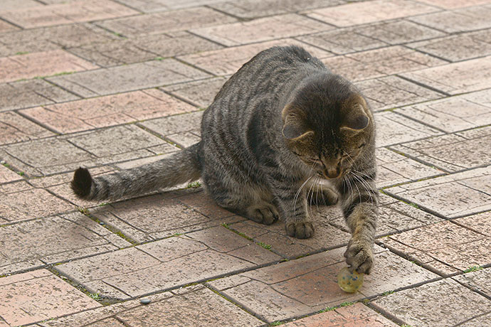太田区のねこ