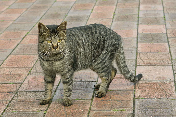 太田区のねこ