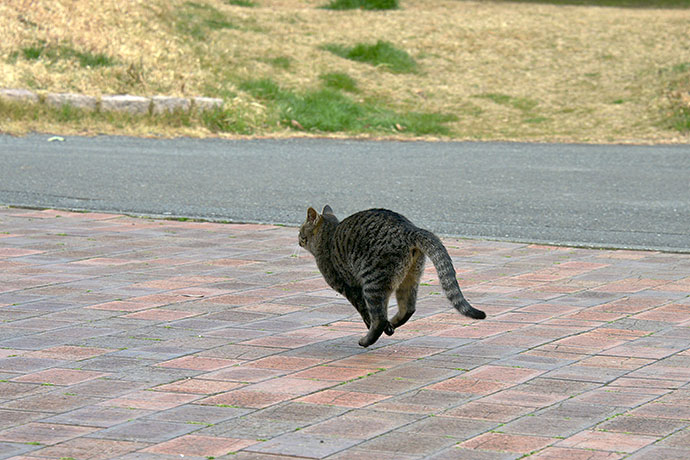 太田区のねこ