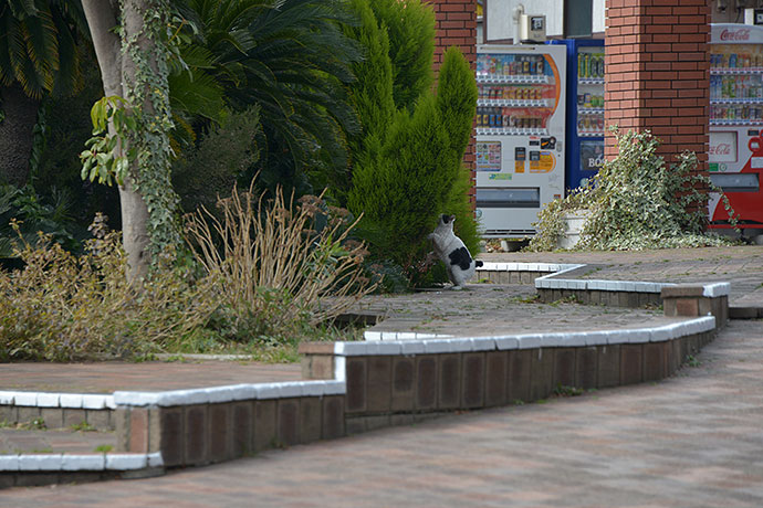太田区のねこ