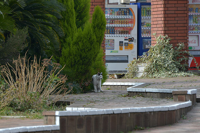 太田区のねこ