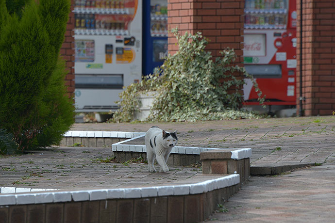 太田区のねこ