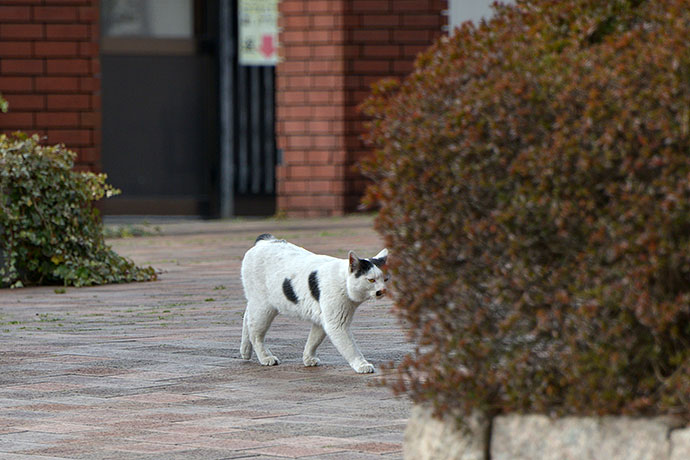 太田区のねこ