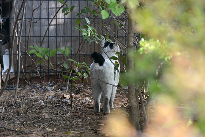 太田区のねこ