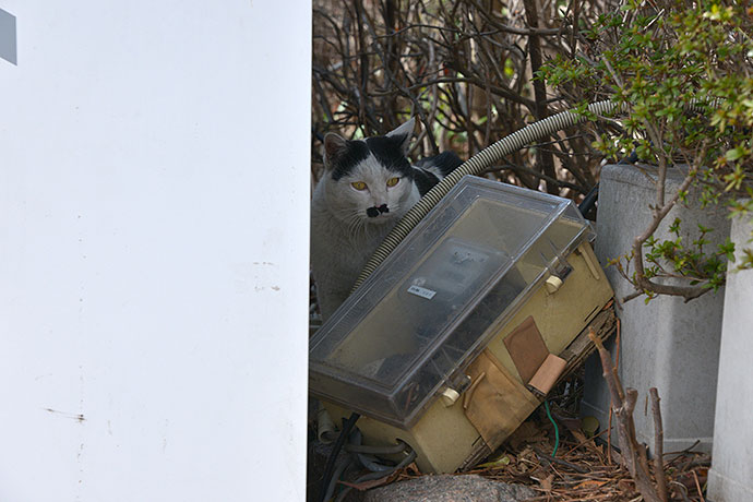 太田区のねこ