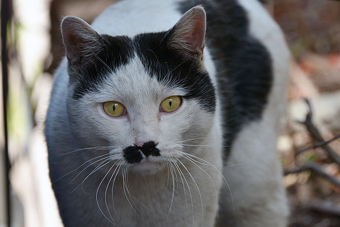 太田区のねこ