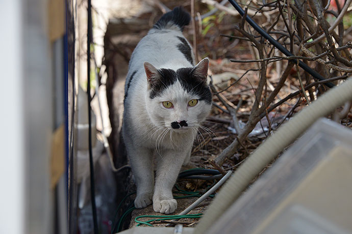 太田区のねこ