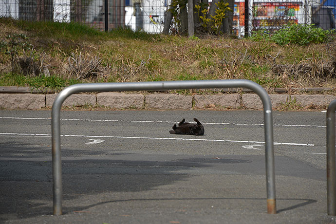 太田区のねこ