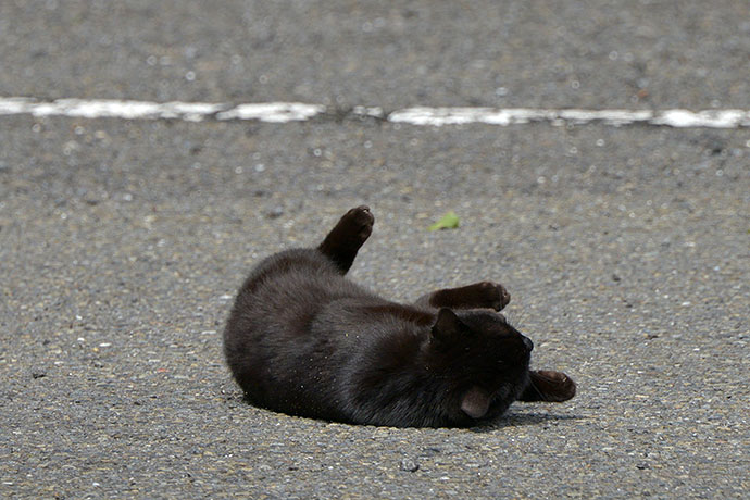 太田区のねこ